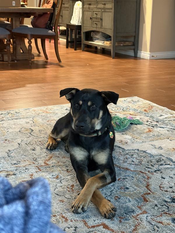 Mrs. Meyer's Lemon Verbena Multi-Surface Everyday Cleaner – Mrs