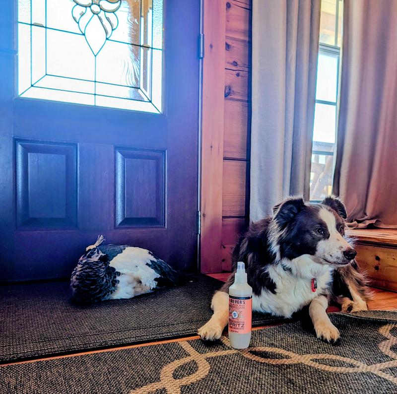 Dog Care Set – Mrs. Meyer's Clean Day