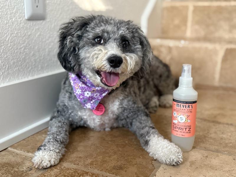 White Peach Dog Deodorizing Spritz – Mrs. Meyer's Clean Day