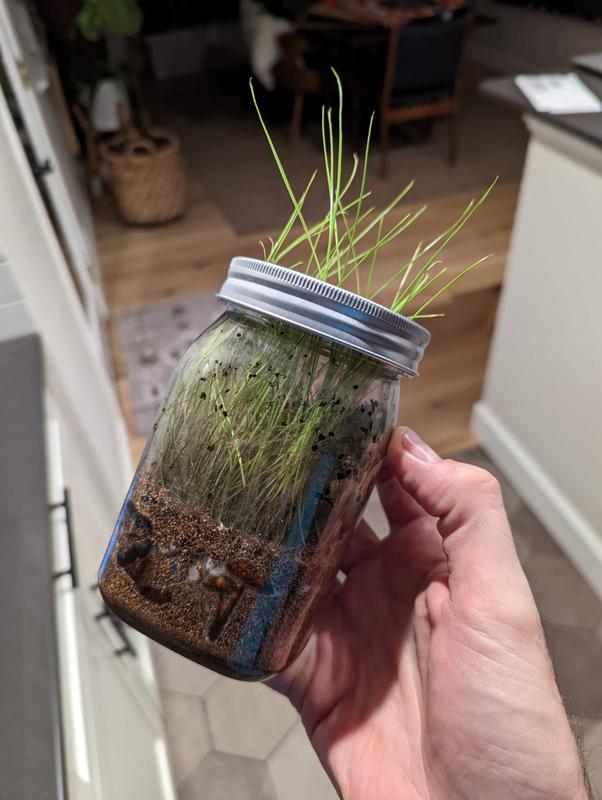 Look at all those sprouts!