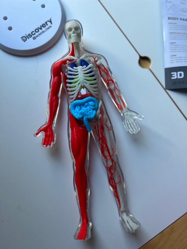 CLOSEOUT! Discovery #MINDBLOWN 3D Human Anatomy 28-Piece Biology Model ...