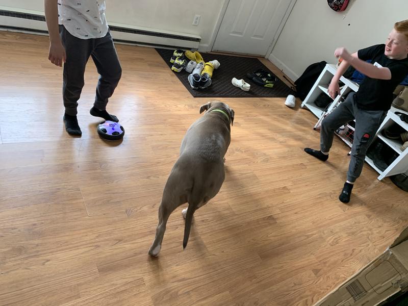 Even the dog wanted to play!