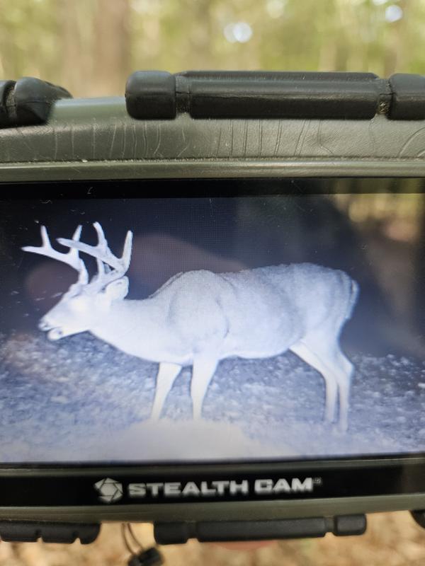 Photo from Wood tick