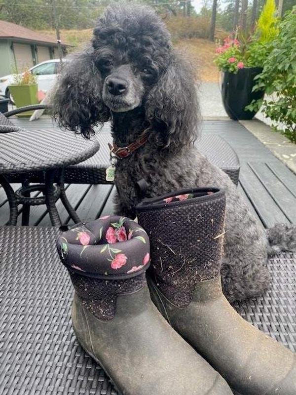 Love my well used Muckster II mid women boots along with my trusted companion who was always present for every use of the boots