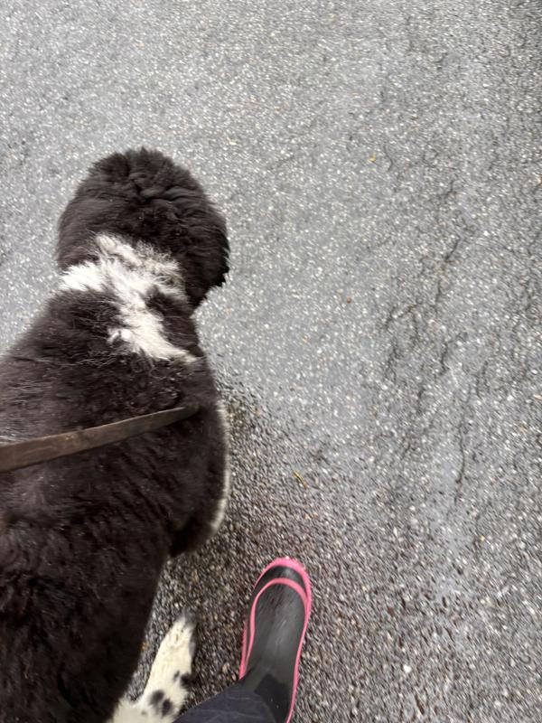 Photo from DogwalkerNY