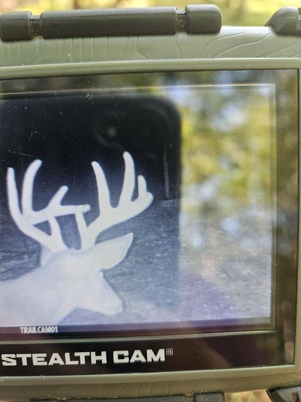 Photo from Wood tick