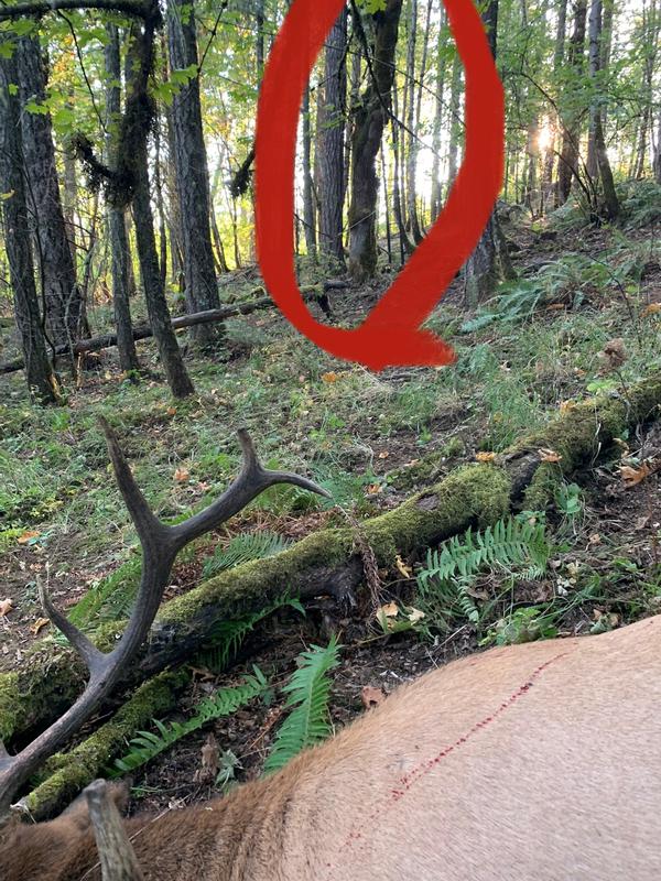 6pt bull fell 15.5 yards from the Skybox Deluxe