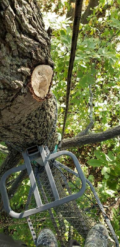 Broken branch and where I would have fallen.