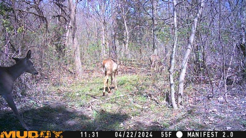 Outdoors Outlet Muddy Manifest Cellular Trail Camera Stores