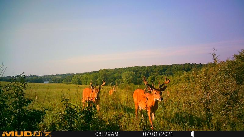 Mtc100 3 Pack Muddy Outdoors