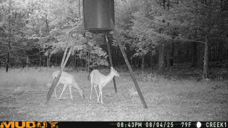 Big Buck What Is The Best Deer Camera BB2 – Big And J Industries