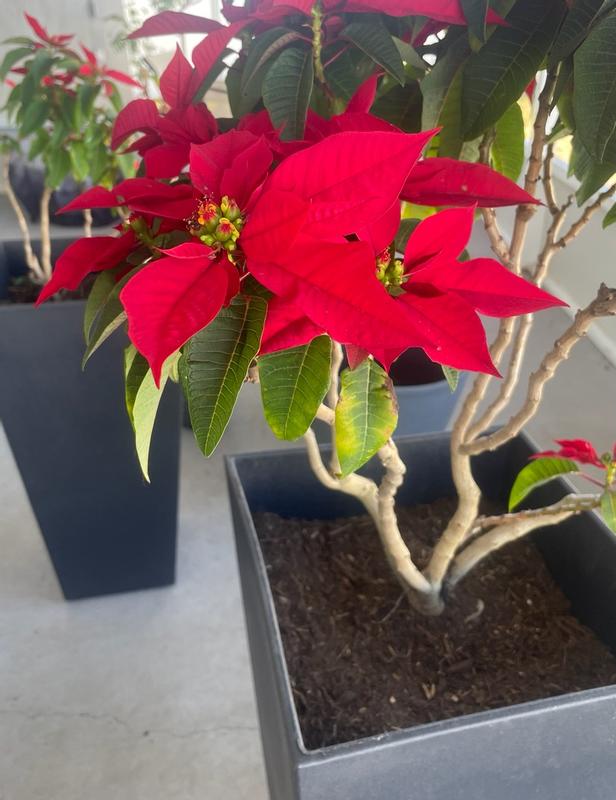 Photo - commentaire&nbsp;8.