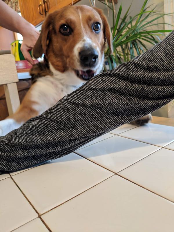 Our upset dog as we sorted through her treats on the table and told her she can't have them anymore