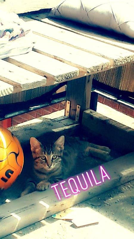 Tequila