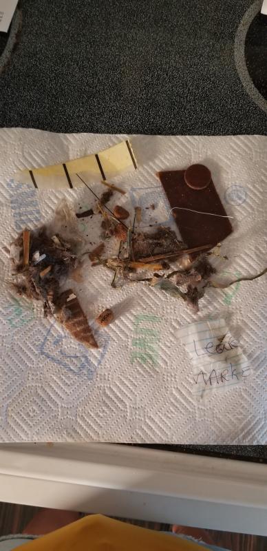 Photo - commentaire 6.