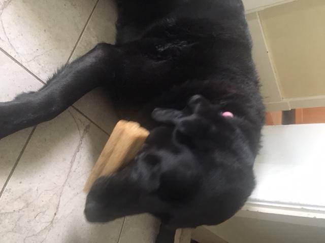 Lodged in dogs upper teeth and had to be removed by owner