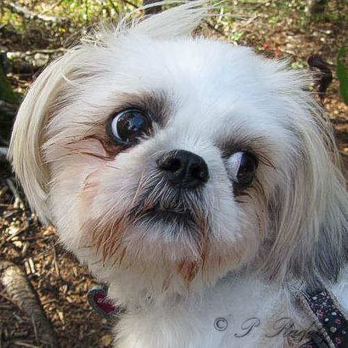 Photo - commentaire 6.