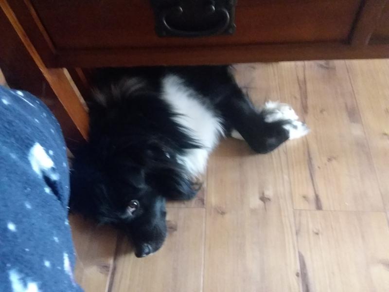 I played sooo hard to get my dental stick..but it was worth every bite