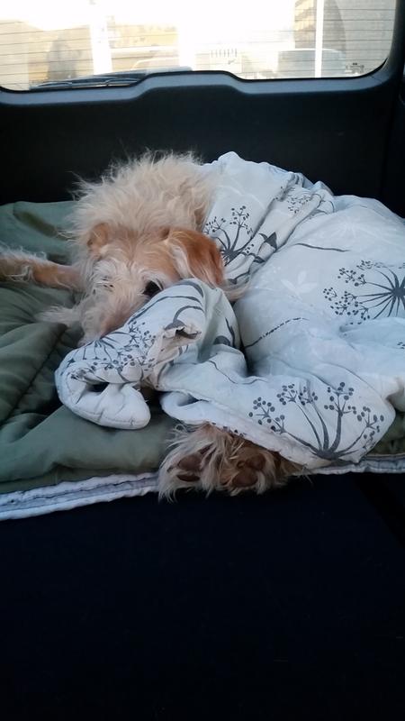 My dog after surgery