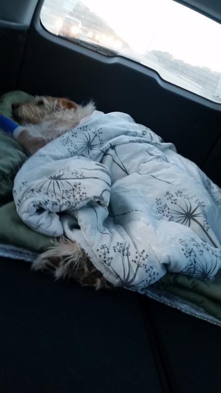 After his surgery of getting the bones removed from his stomach. We had to transport him ous elves to emergency 40 min after surgery