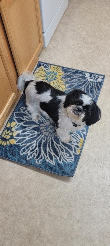 He likes the new rug!