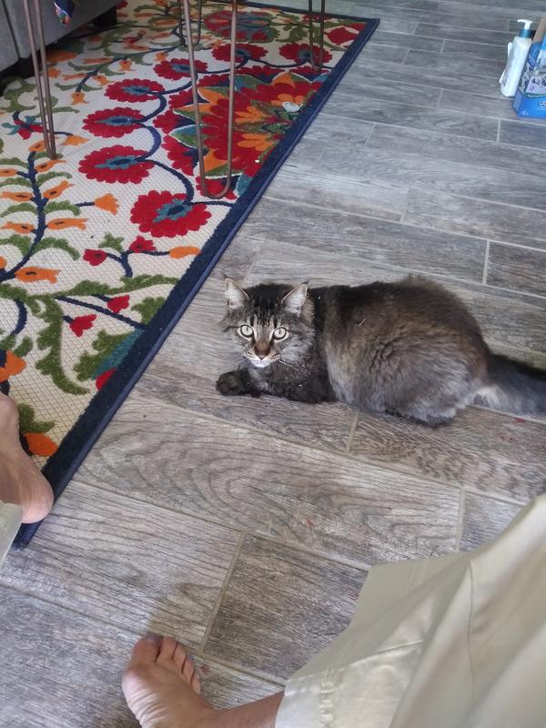 My cat's squirrel loves the carpet addition