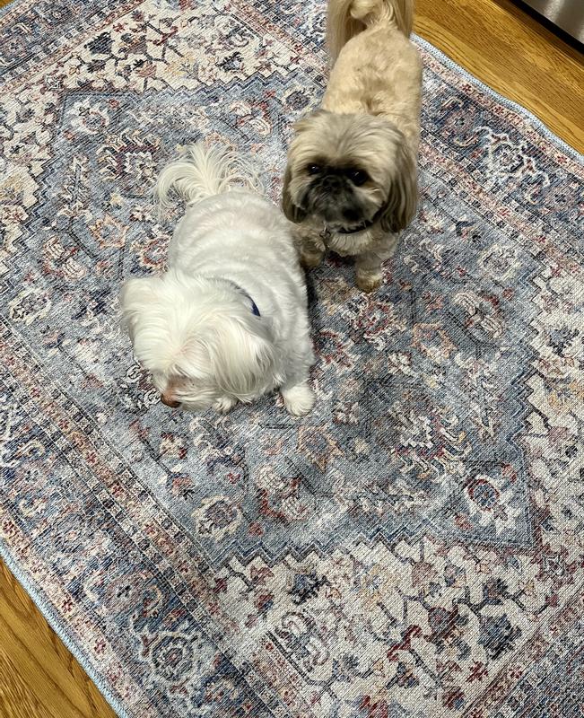 The pups checking out the new rug
