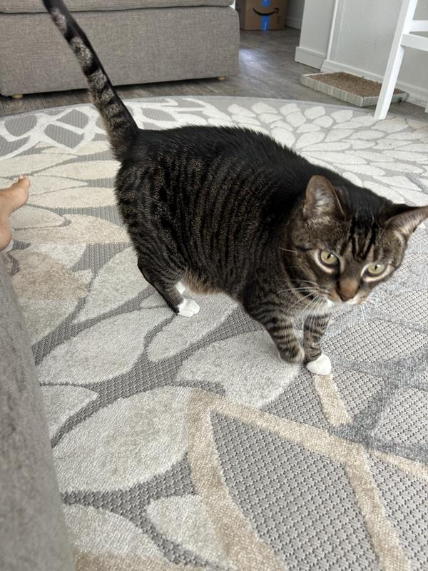 Best rug for this space