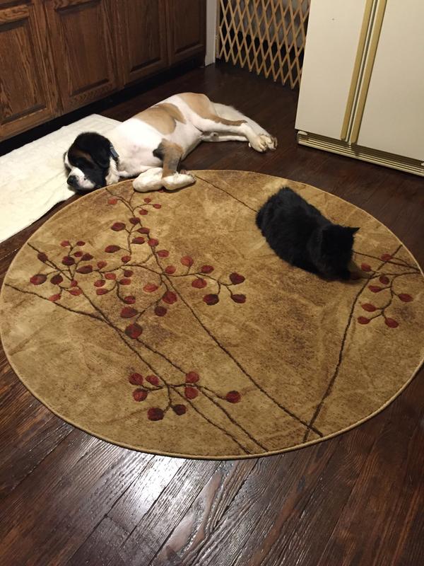 My dog and cat love it as well.