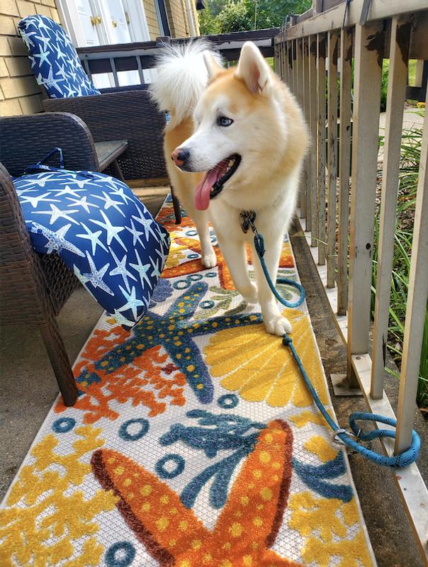 Ghost loving his new rug.