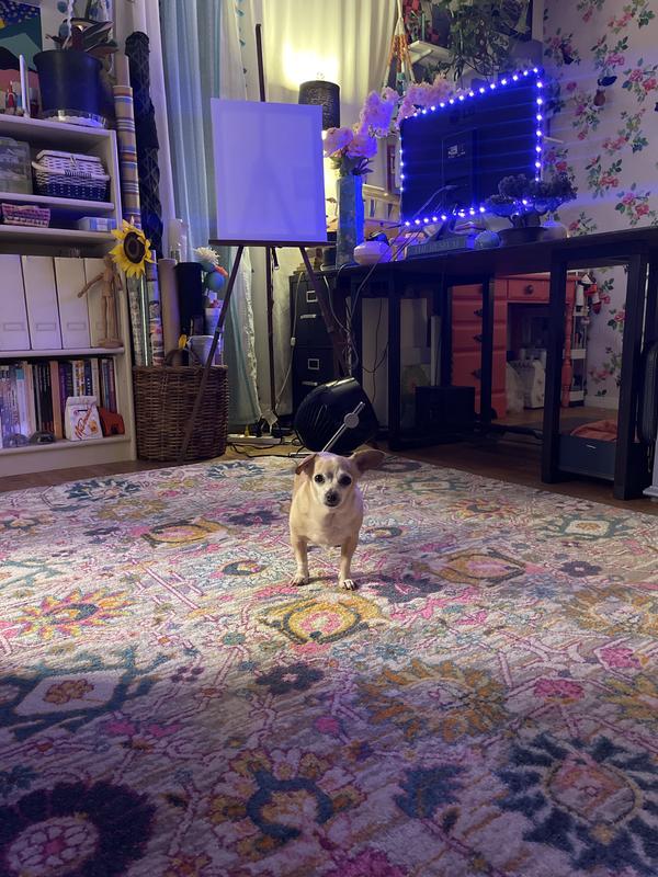 Happy rug - Happy dog!