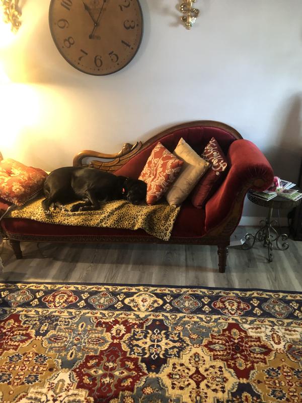 Lucky Dog of Class and Leisure