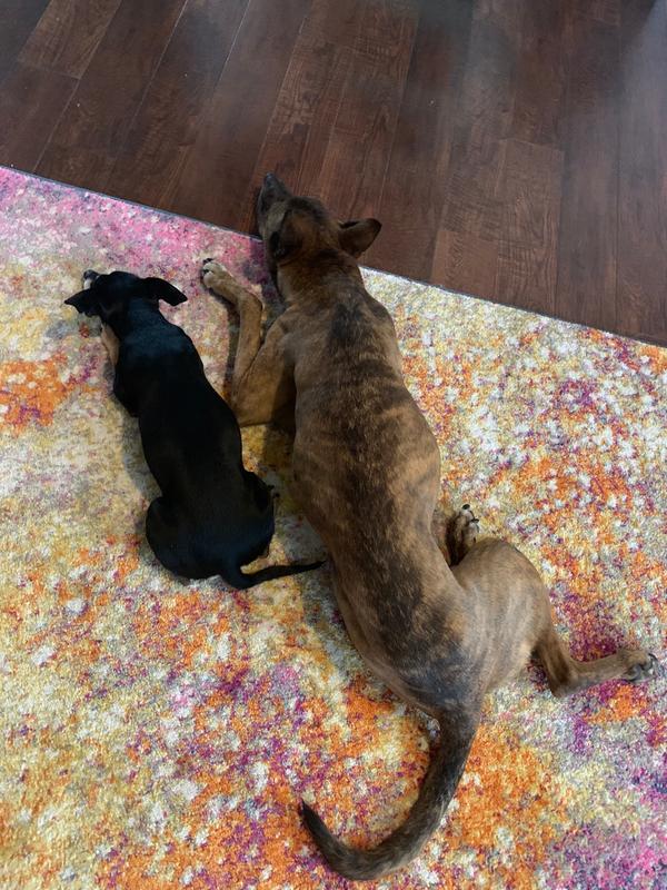 My dogs seem to love it! I love it too, so they have a nice place other than the cold floor, to lay next to me while I work and do homework!