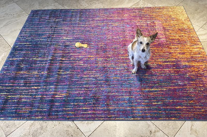 Milo approves of the new rug