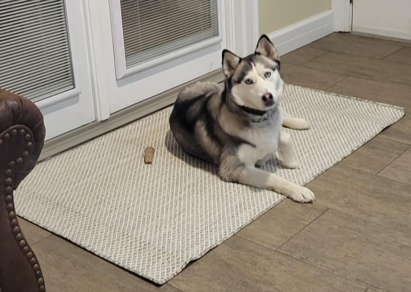 Garding the door on the new rug