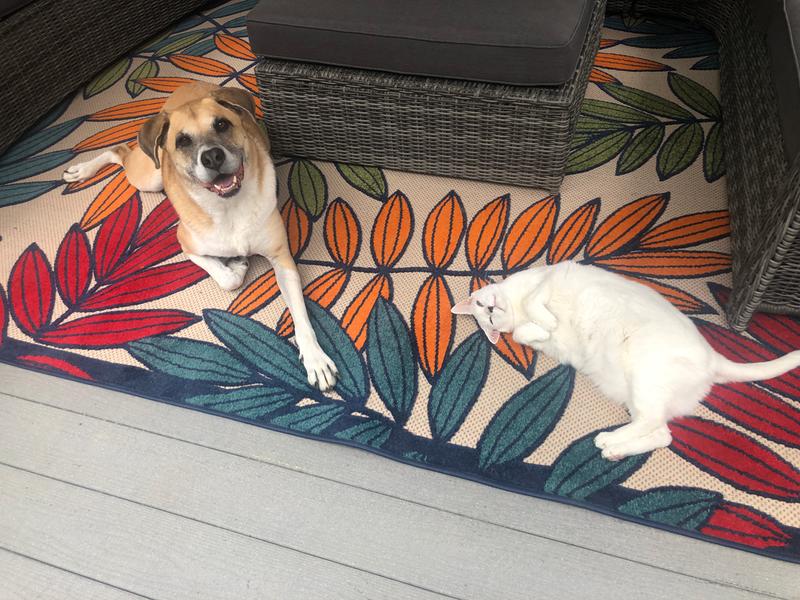 The gorgeous rug - pets approved!