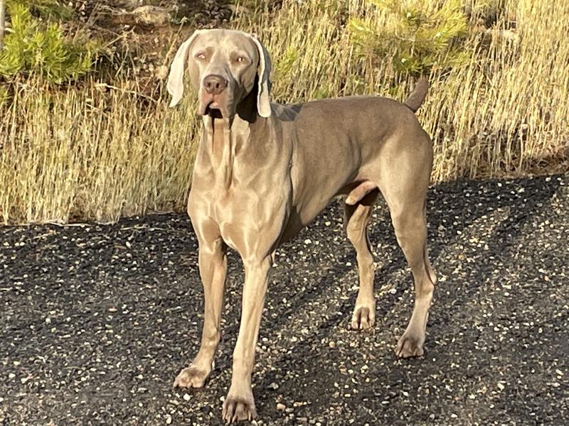 Cheyenne's mucho gusto AKC champion