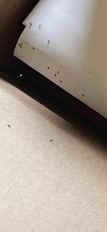 Review Thumbnail Image 1 234906204