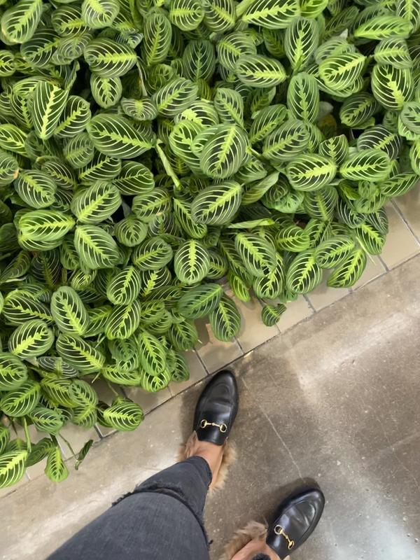 Customer photo for "The Start of a new OBSESSION!"