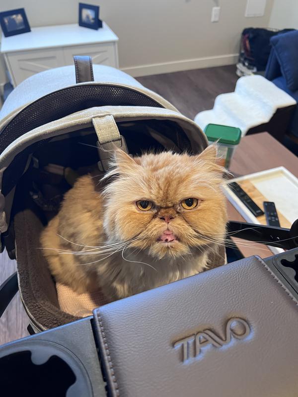 Review Thumbnail Image 0 239346054