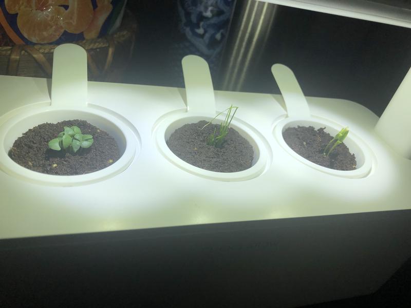 Customer photo for "Great little self-watering planter"
