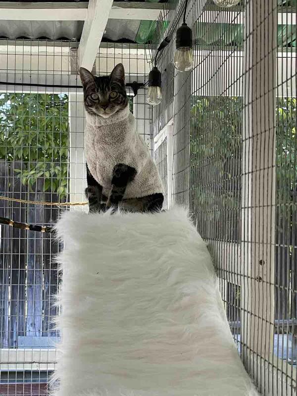 Customer photo for "Perfect for cats too!"