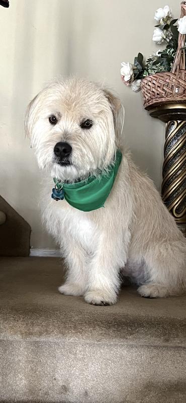 Customer photo for "Kiehls Cuddly Coat Dog Shampoo"