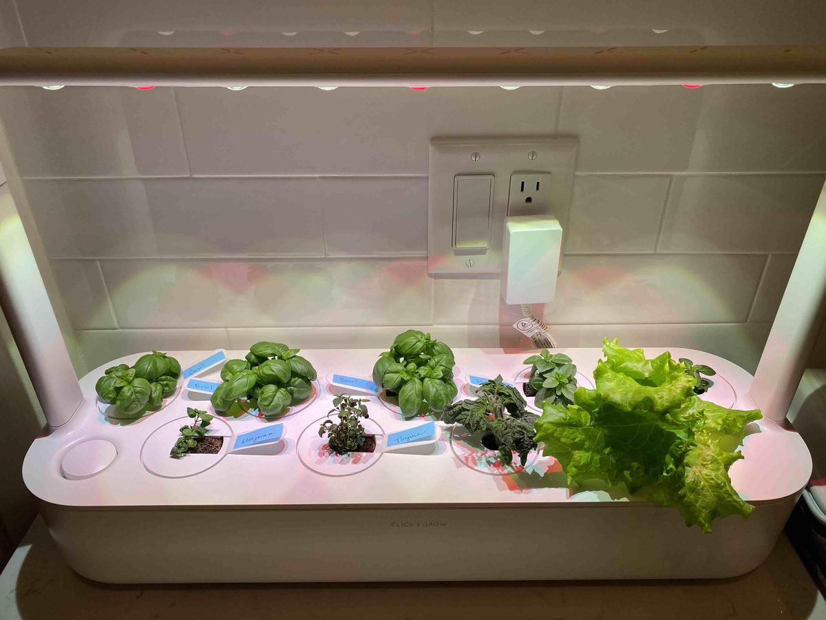 Customer photo for "Love our little countertop garden!"