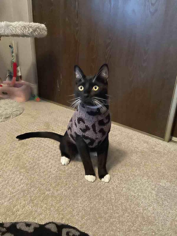 Customer photo for "Perfect for cats too!"