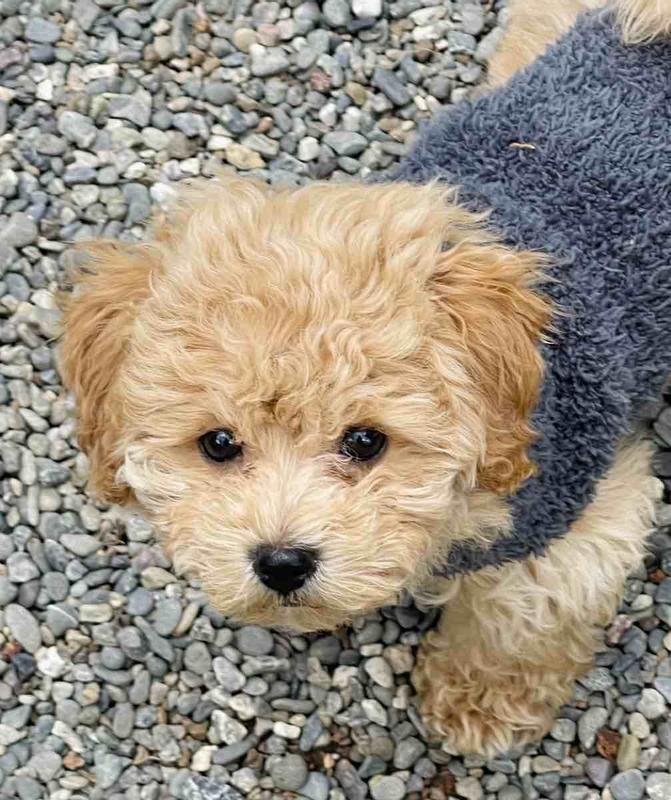 the softest sweater in the world.