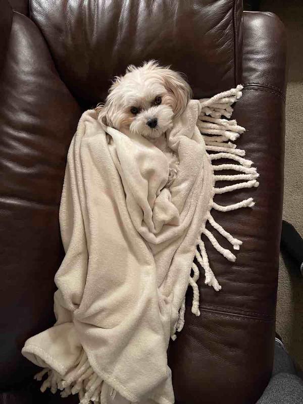 Customer photo for "love this throw -my pup does too!"