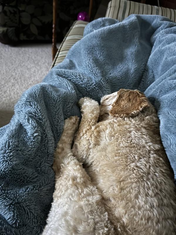 Customer photo for "UGG coastline blanket"