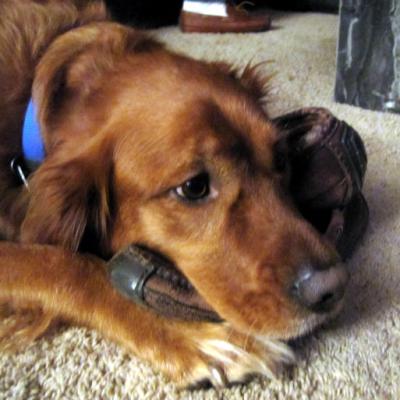 Review Thumbnail Image 0 68704248