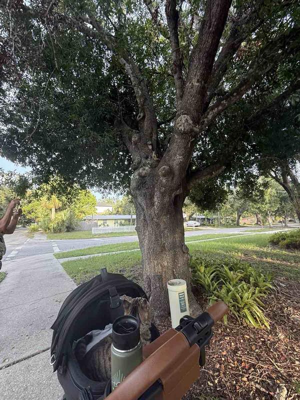 Review Thumbnail Image 2 244391890